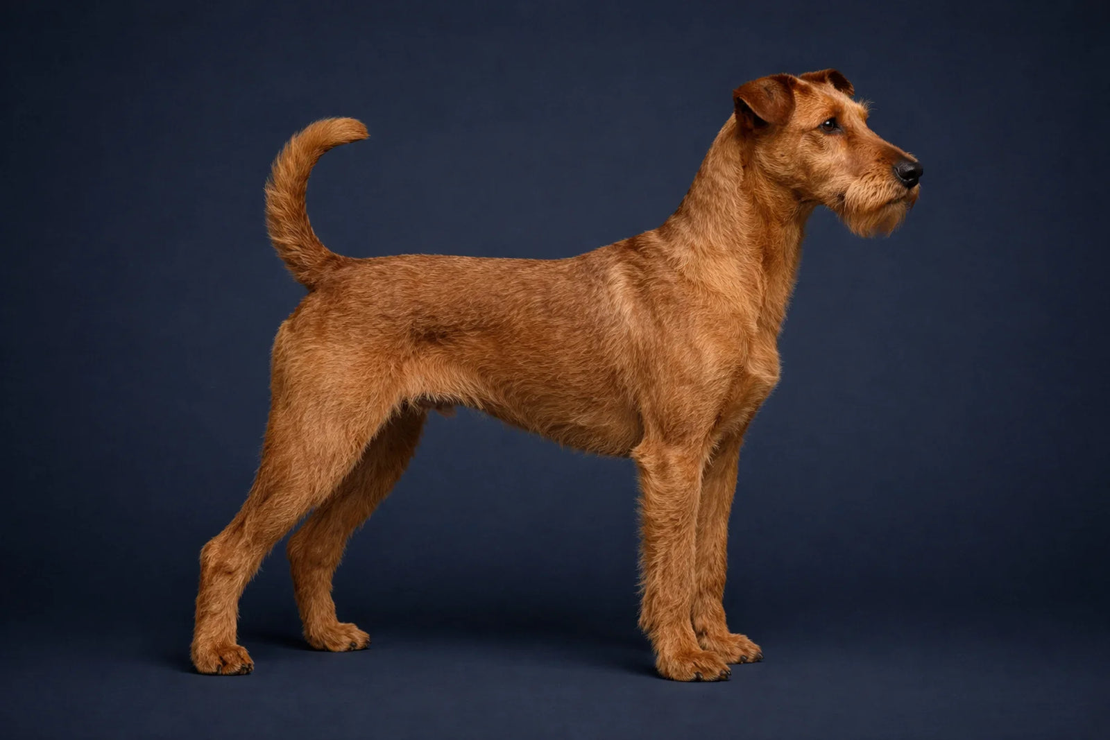 Irish Terrier