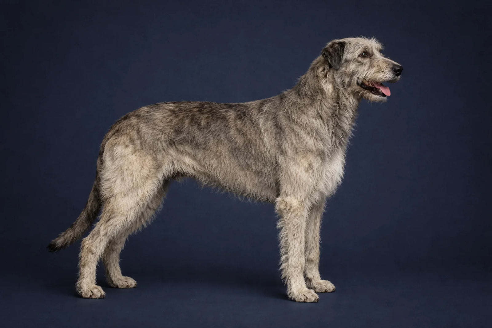 Irish Wolfhound