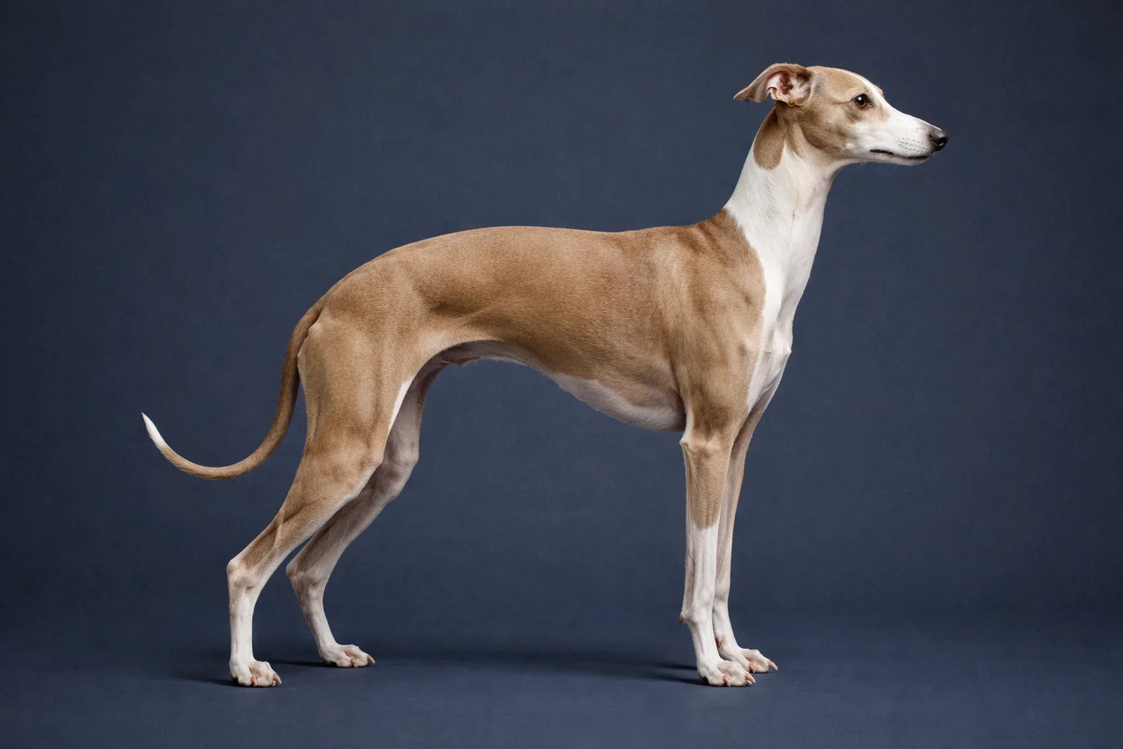 Italian Greyhound
