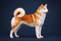 Japanese Akitainu