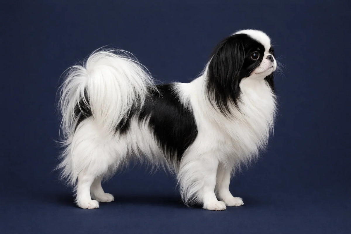 Japanese Chin