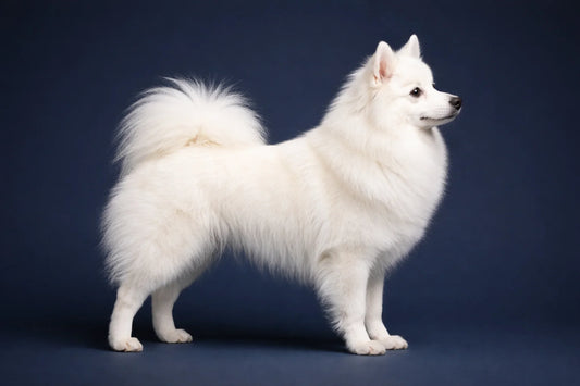 Japanese Spitz side profile shot against a navy background