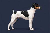 Japanese Terrier