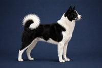 Karelian Bear Dog