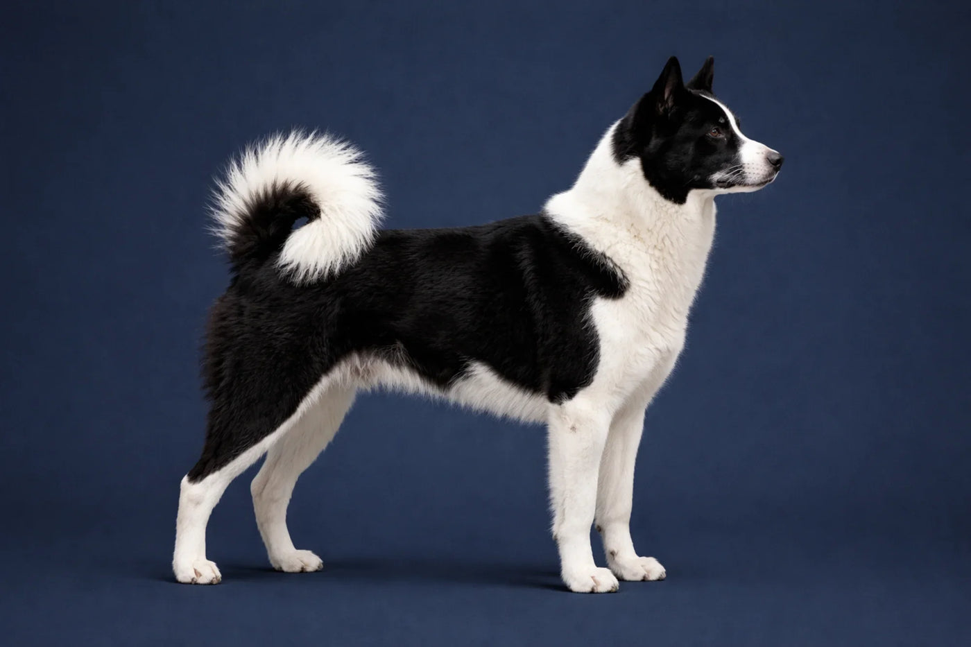 Karelian Bear Dog side profile shot against a navy background