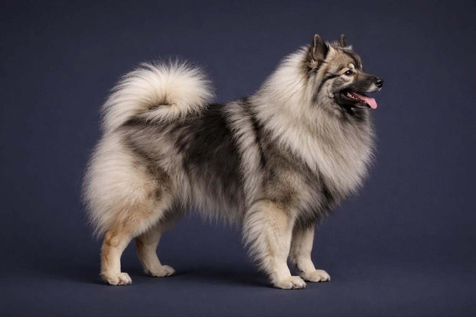 Keeshond