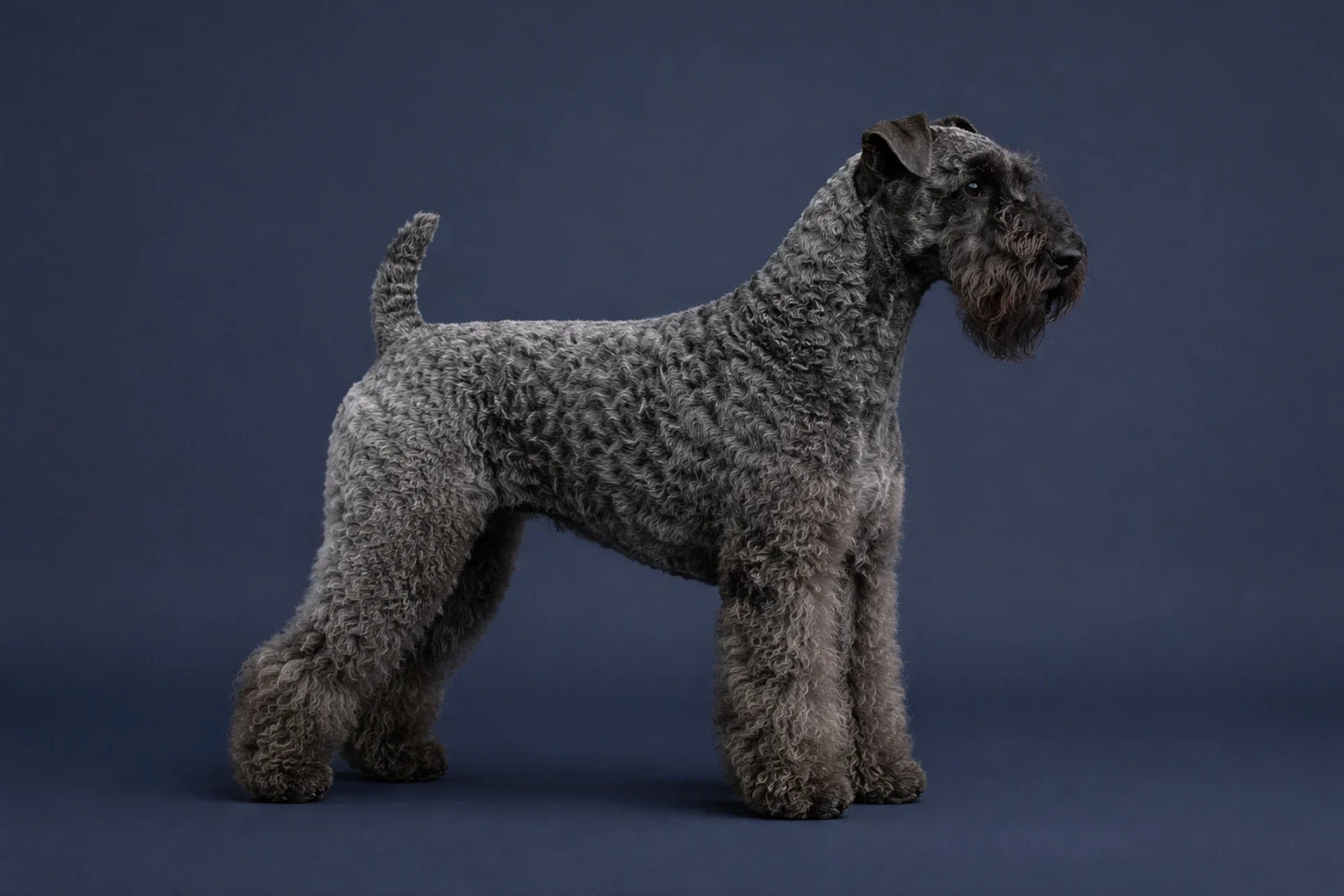 Kerry Blue Terrier