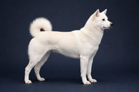Kishu Ken