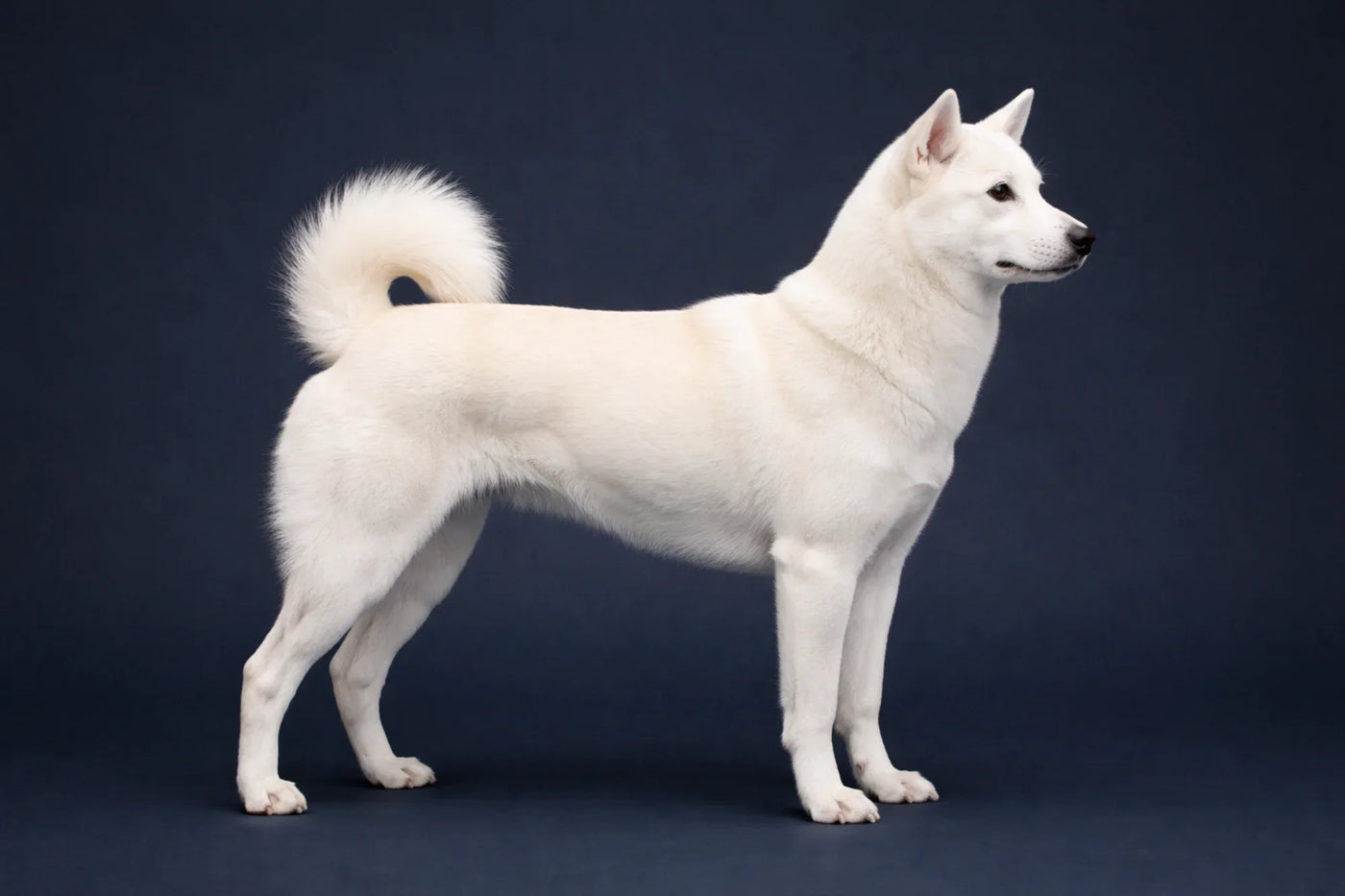 Kishu Ken side profile shot against a navy background