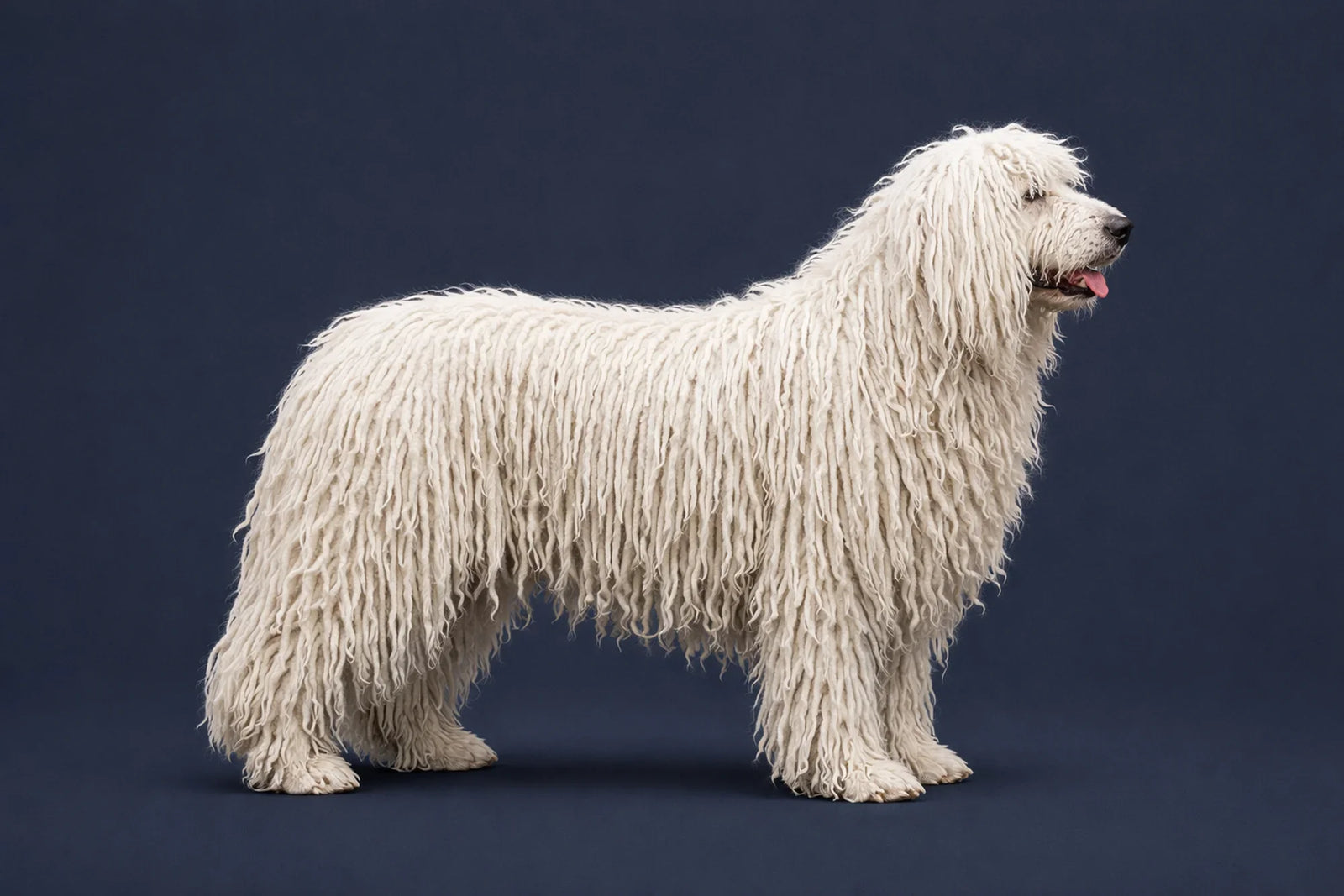 Komondor