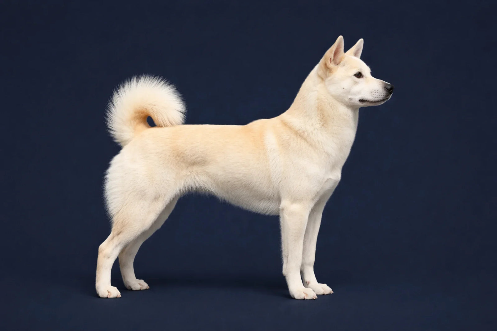 Korean Jindo Dog side profile shot against a navy background