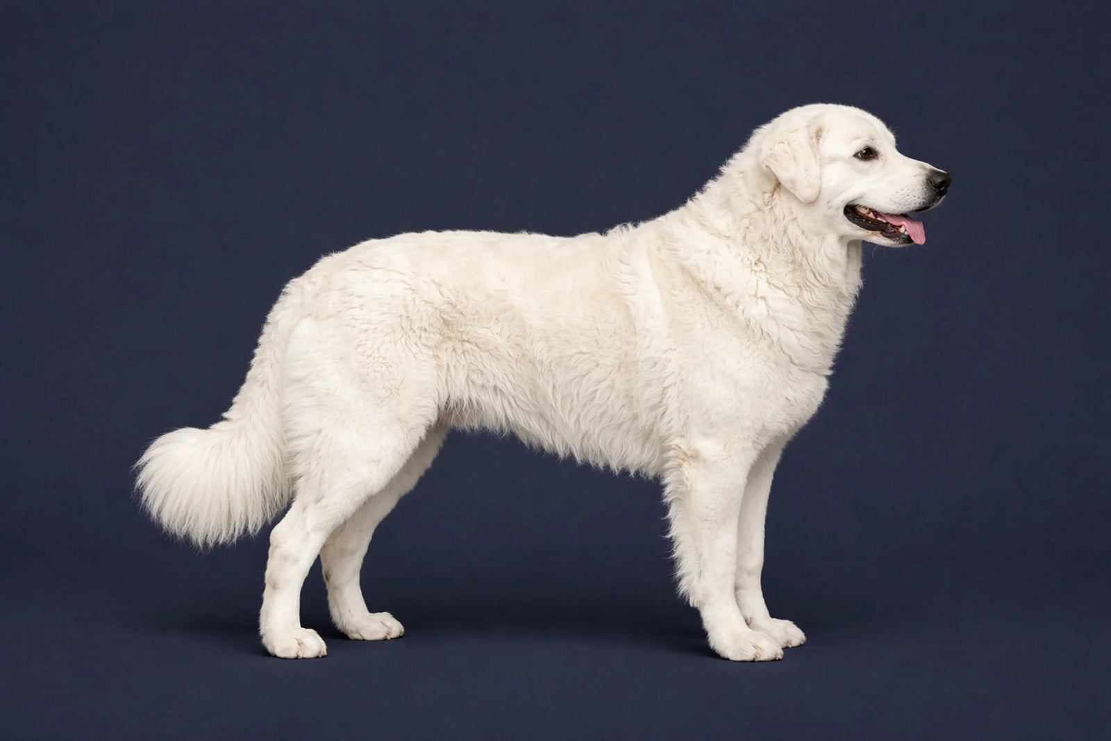 Kuvasz