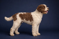 Lagotto Romagnolo
