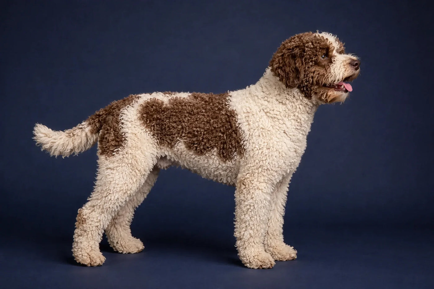 Lagotto Romagnolo