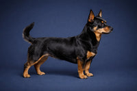 Lancashire Heeler