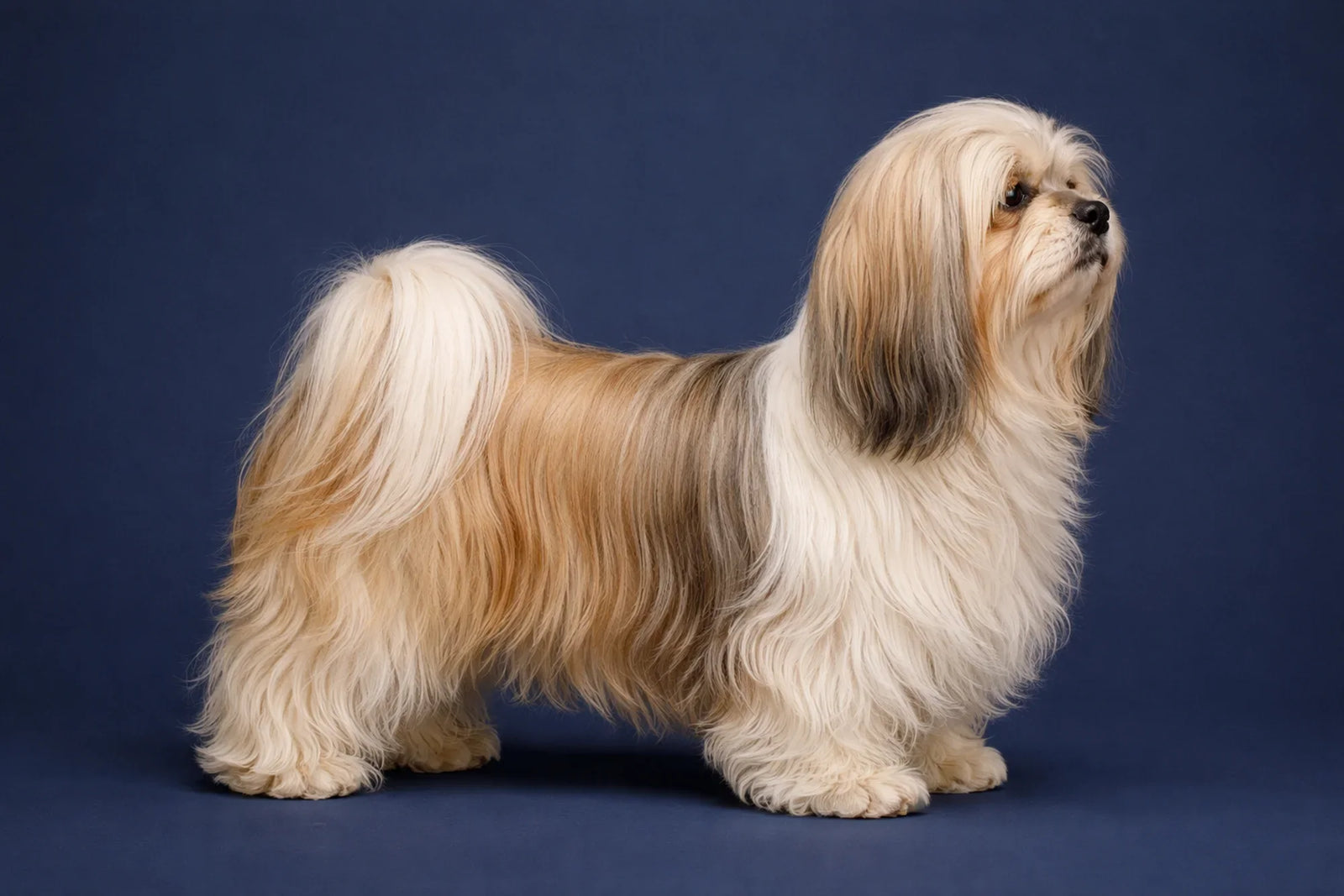 Lhasa Apso