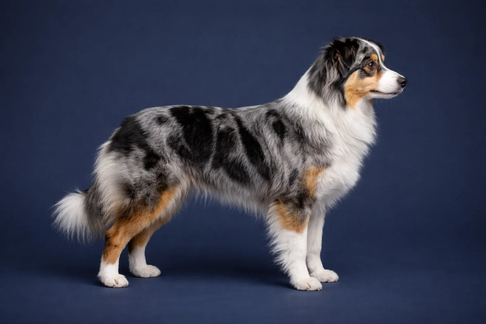 Miniature American Shepherd