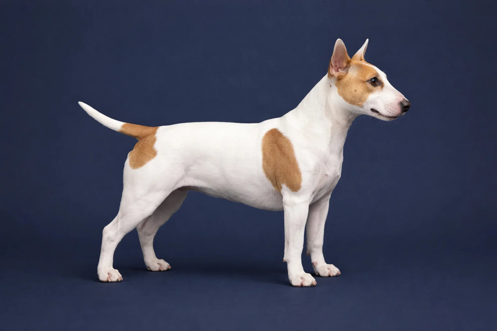 Miniature Bull Terrier