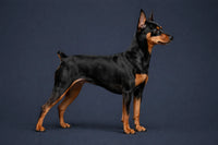 Miniature Pinscher