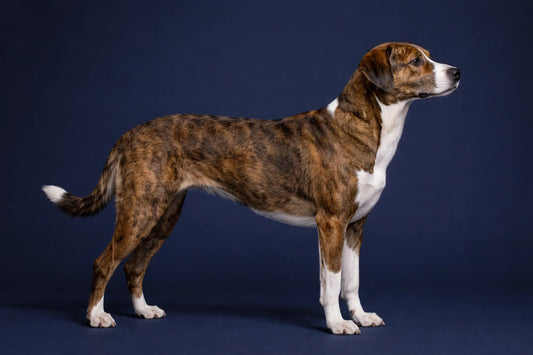 Mountain Cur side profile shot against a navy background
