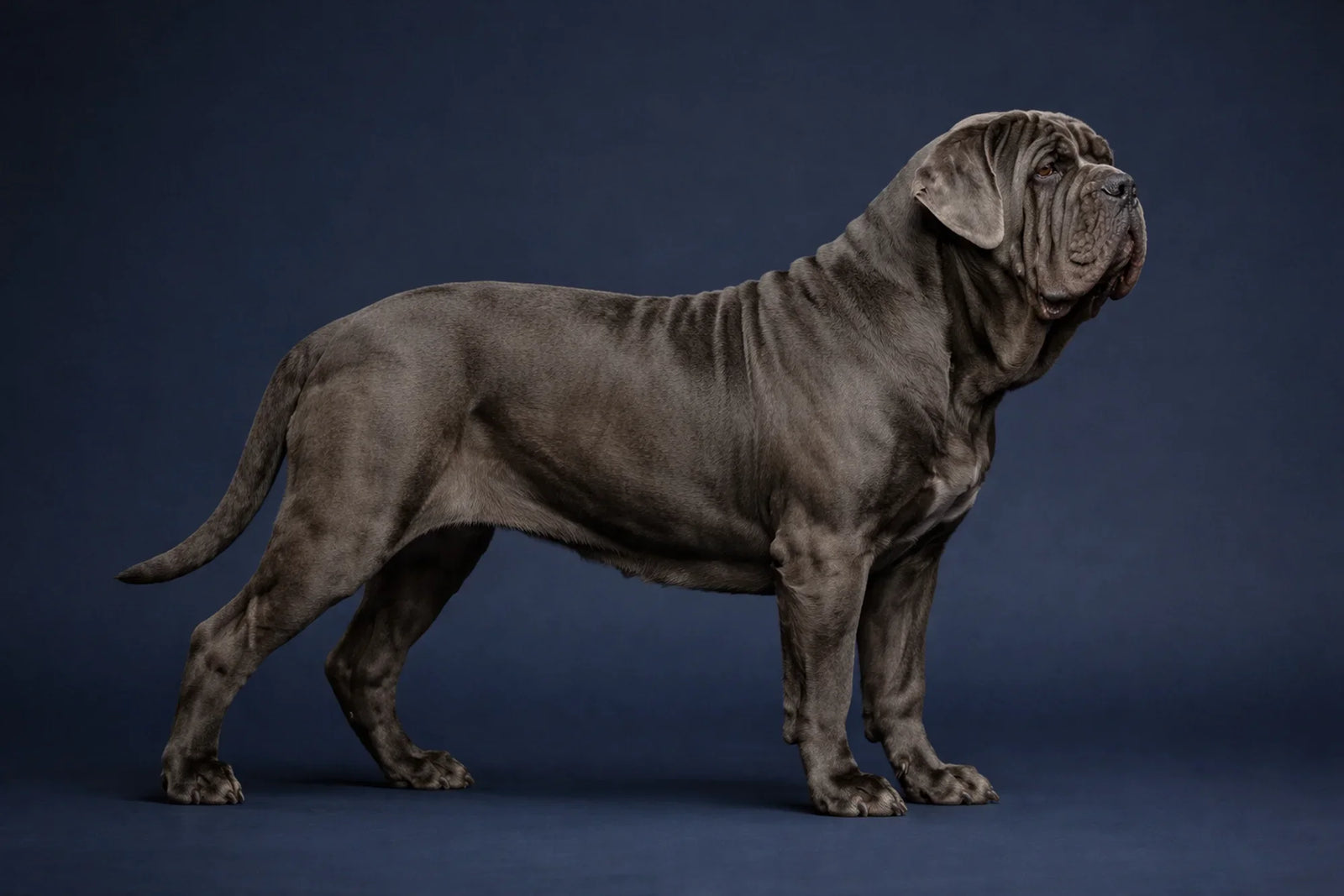 Neapolitan Mastiff