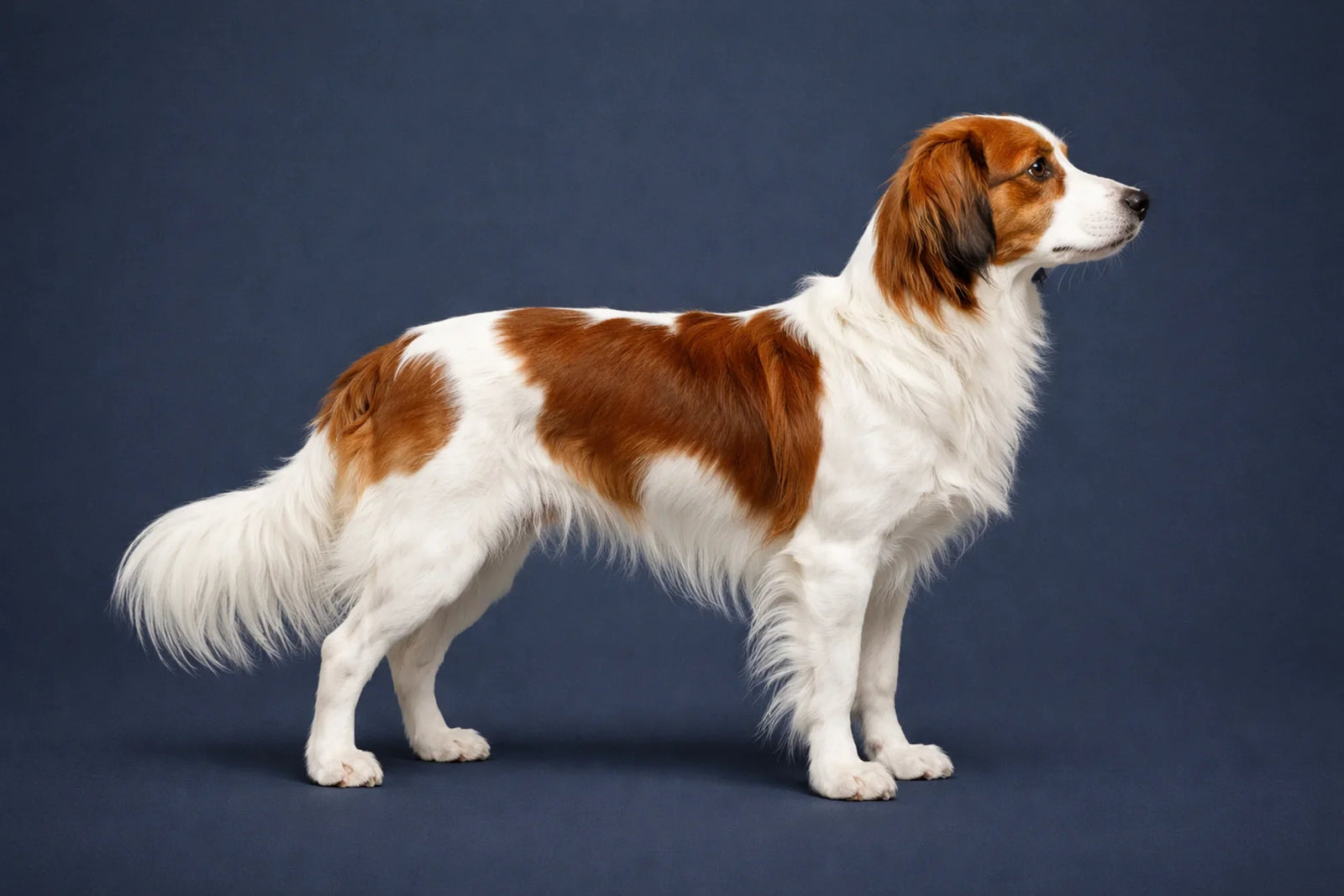 Nederlandse Kooikerhondje