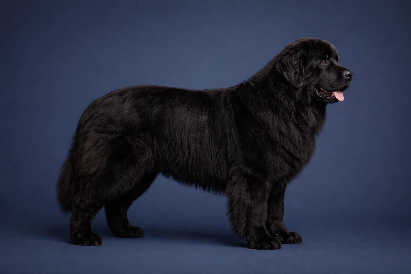 Newfoundland