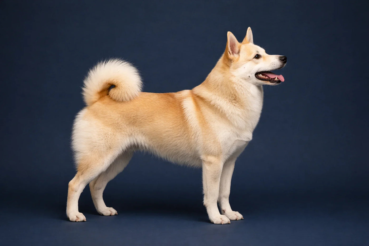 Norwegian Buhund
