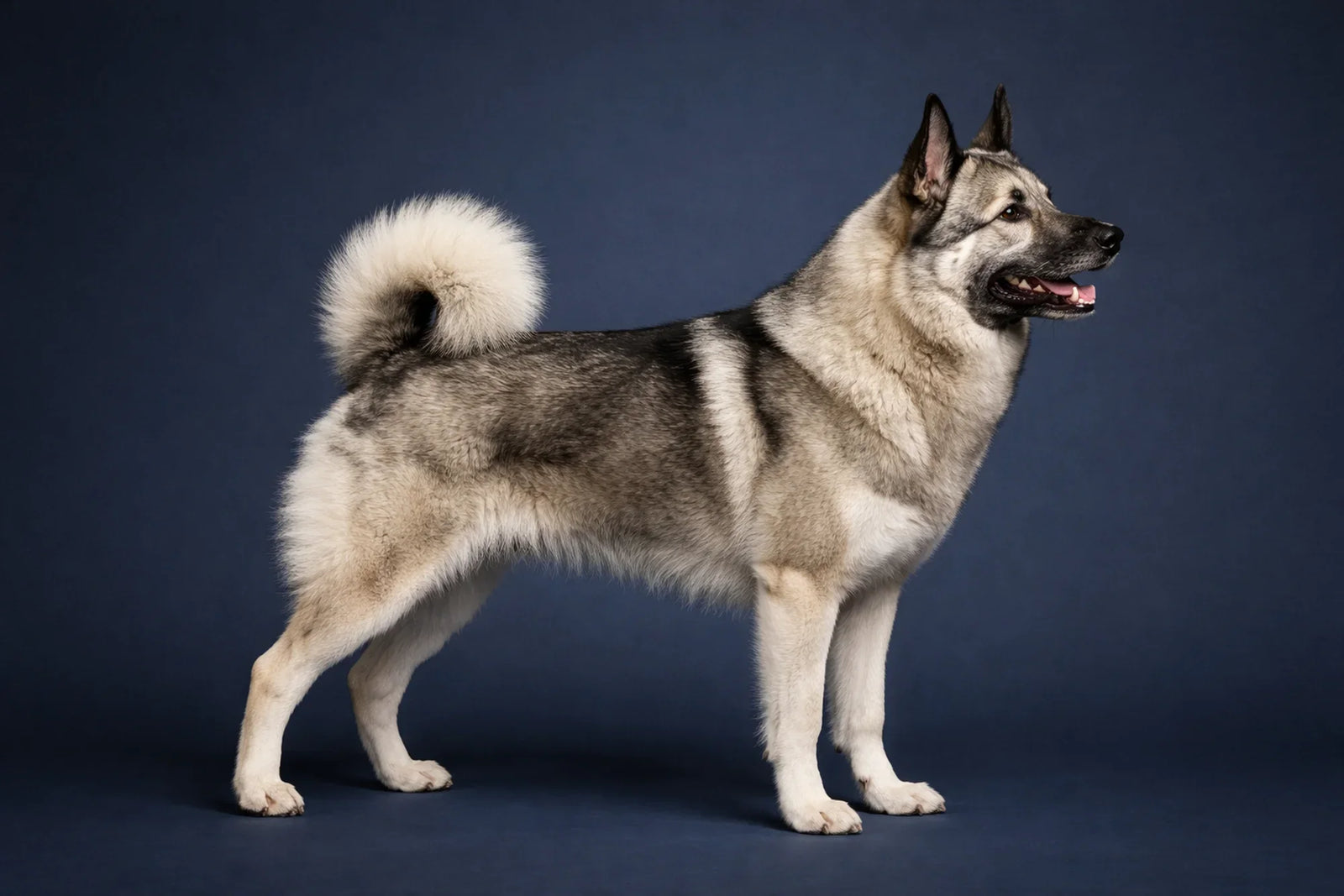 Norwegian Elkhound