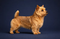 Norwich Terrier