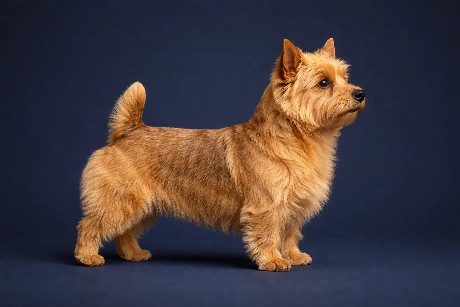 Norwich Terrier