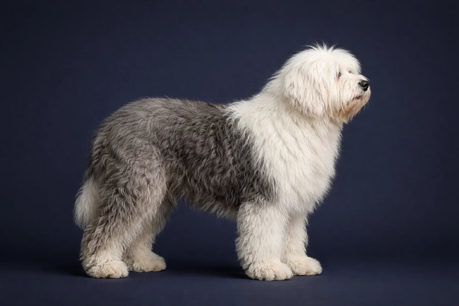 Old English Sheepdog