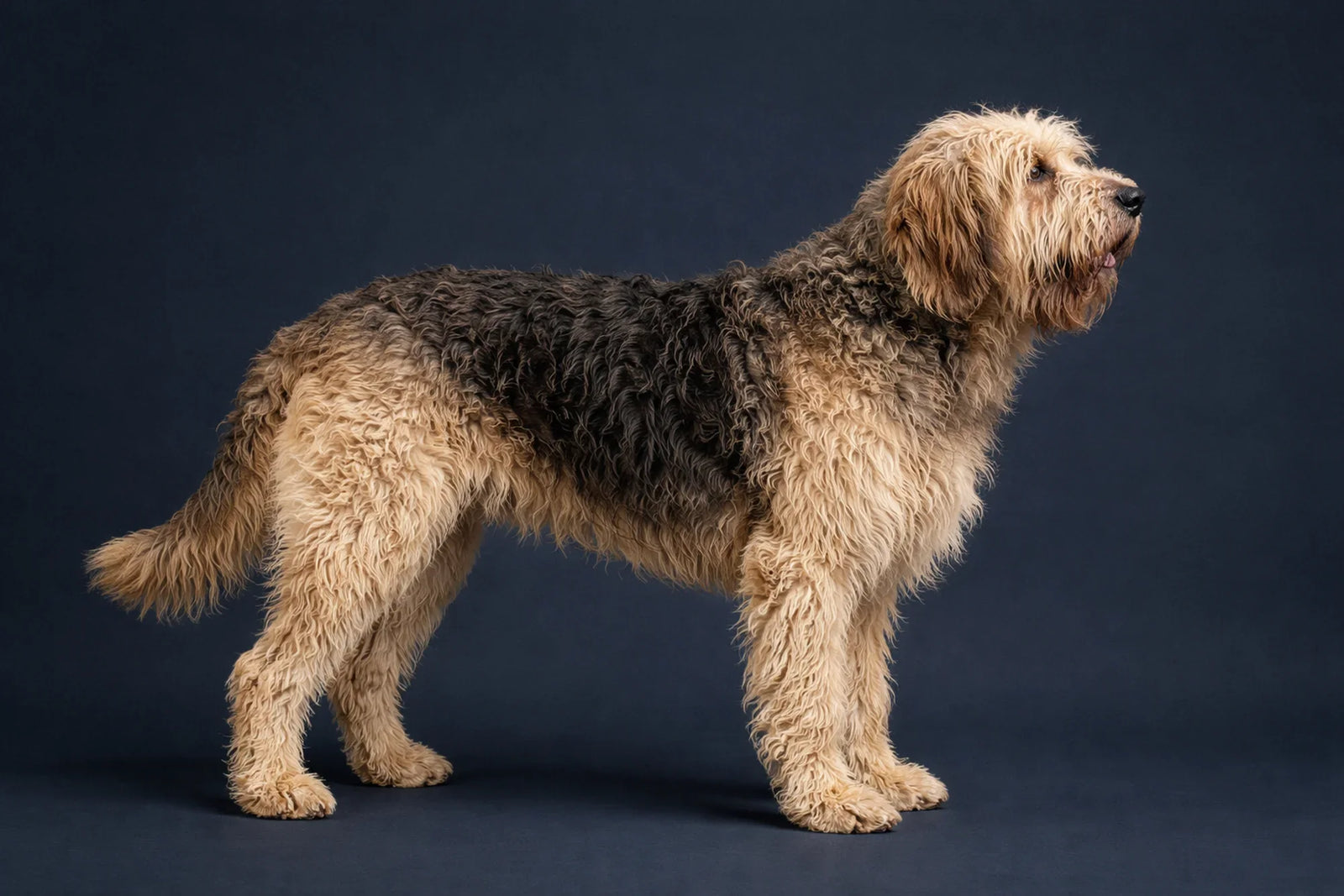 Otterhound