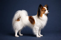 Papillon