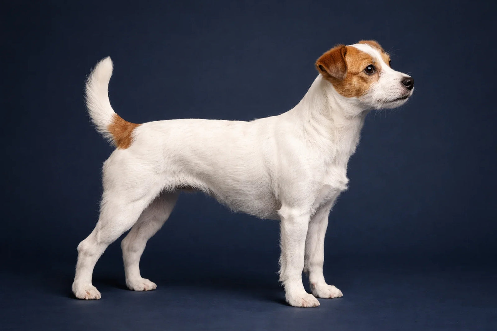 Parson Russell Terrier