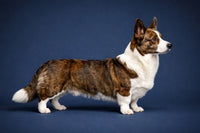 Pembroke Welsh Corgi