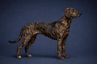 Plott Hound