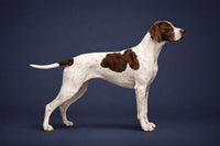 Pointer