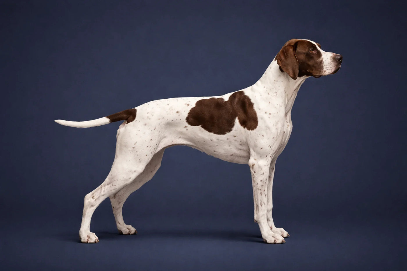 Pointer