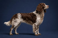 Pont-Audemer Spaniel