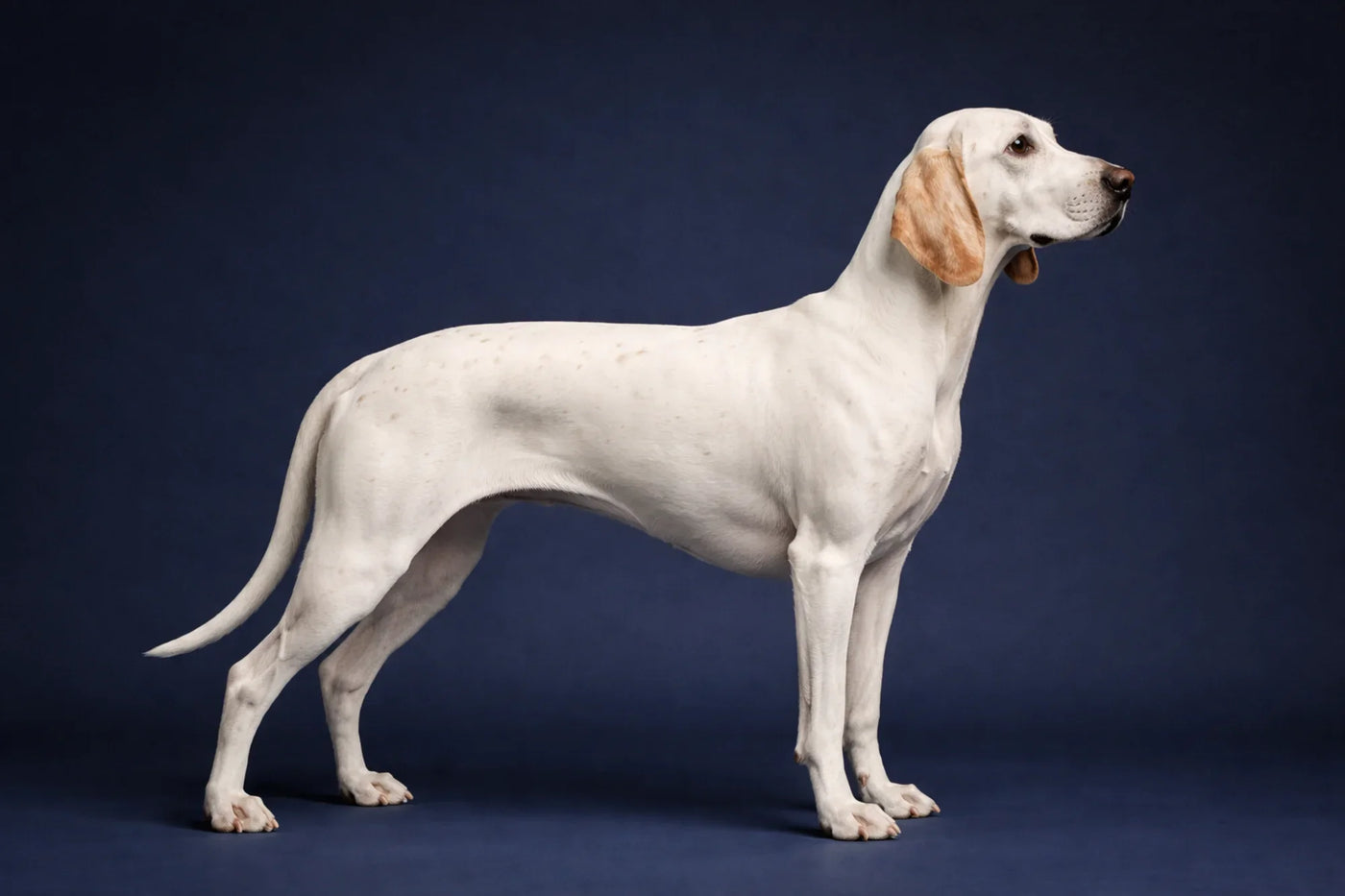 Porcelaine side profile shot against a navy background