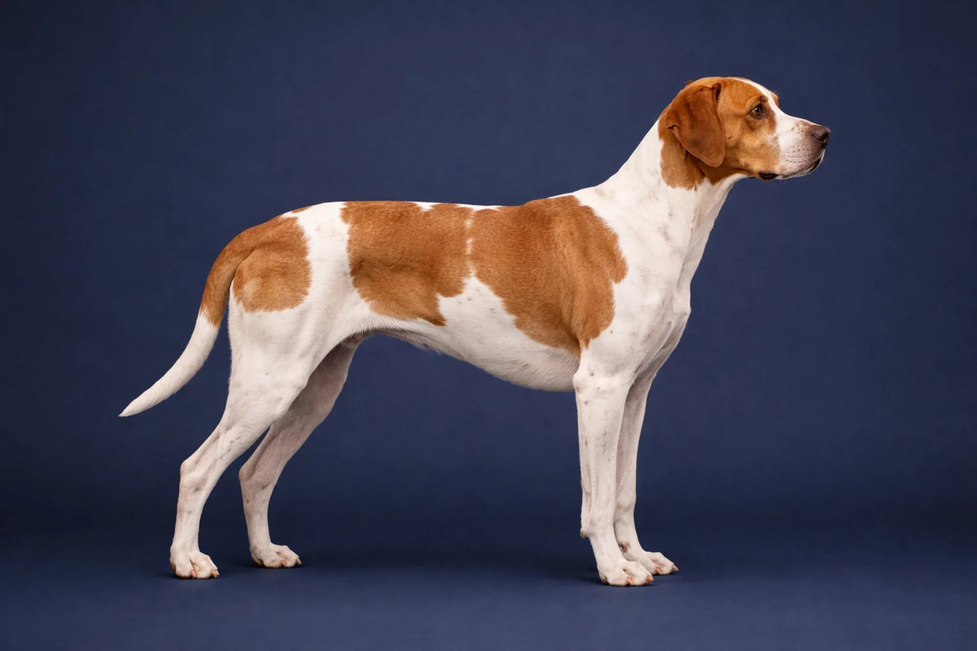 Portuguese Pointer side profile shot against a navy background