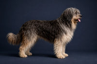 Portuguese Sheepdog
