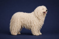 Puli