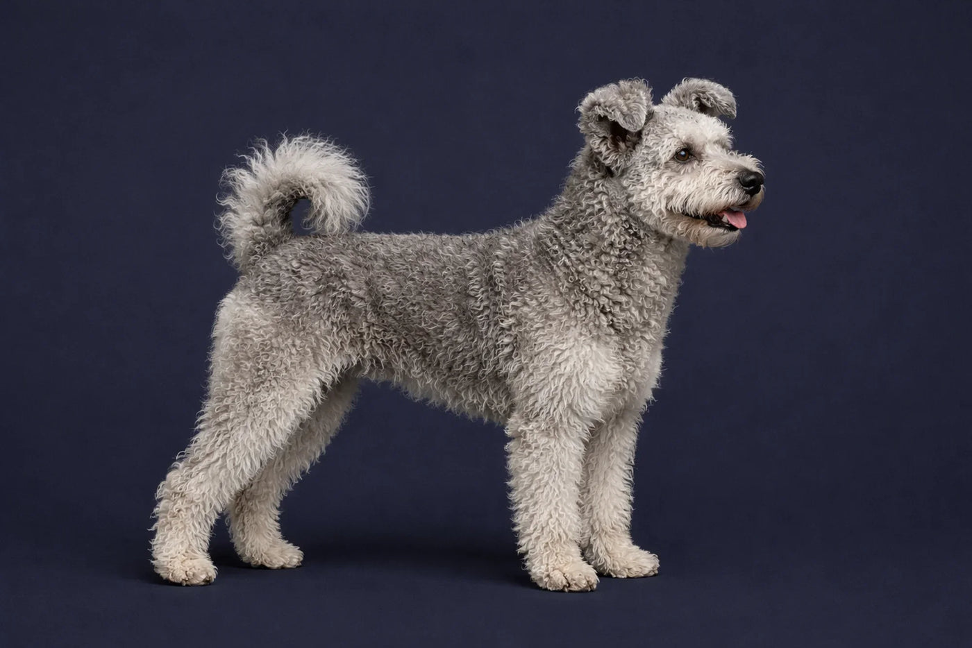 Pumi