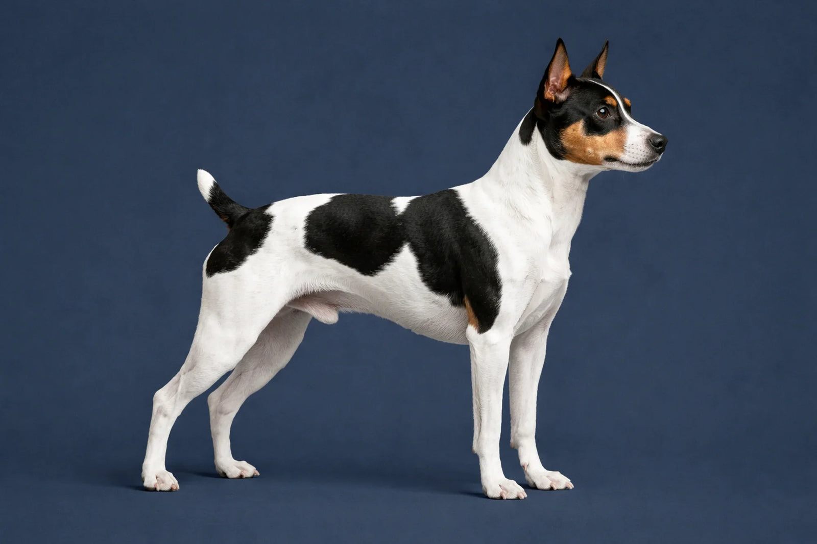 Rat Terrier