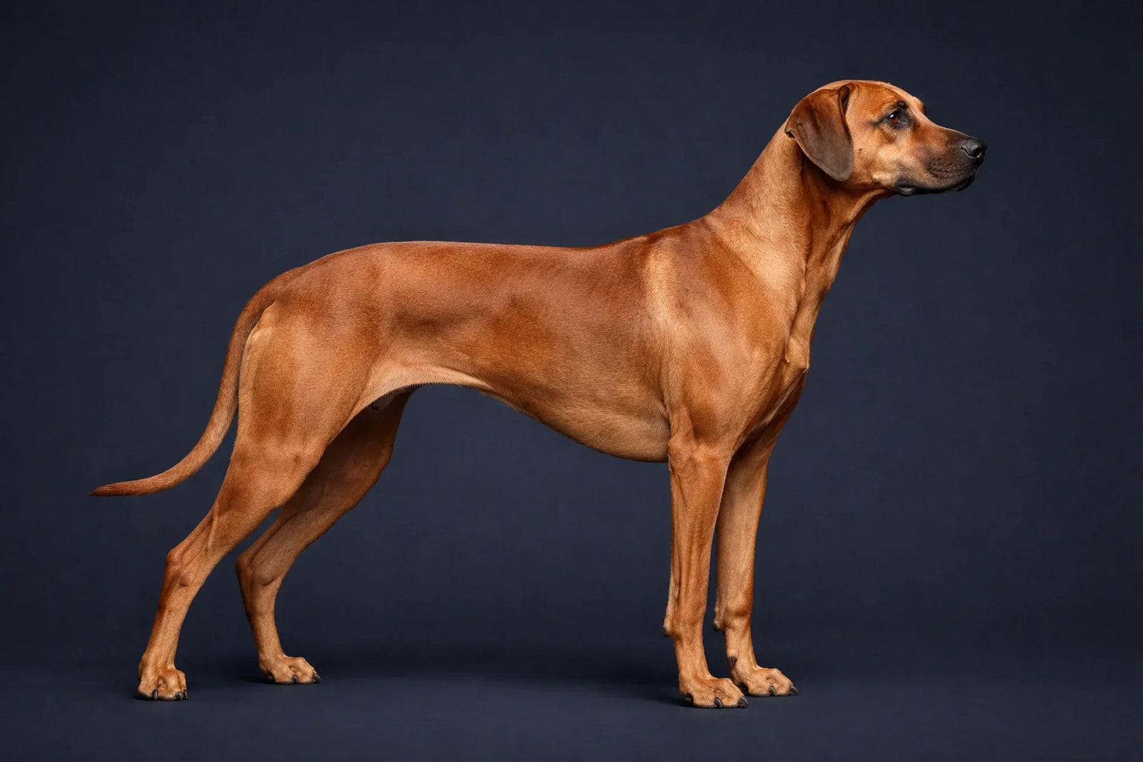 Rhodesian Ridgeback
