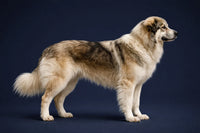 Romanian Carpathian Shepherd