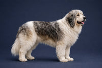 Romanian Mioritic Shepherd Dog