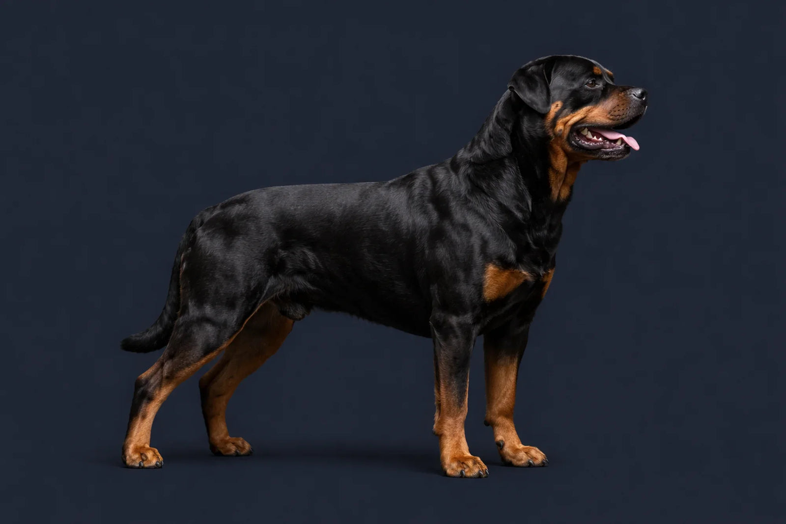 Rottweiler